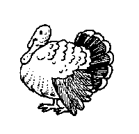 Pavo