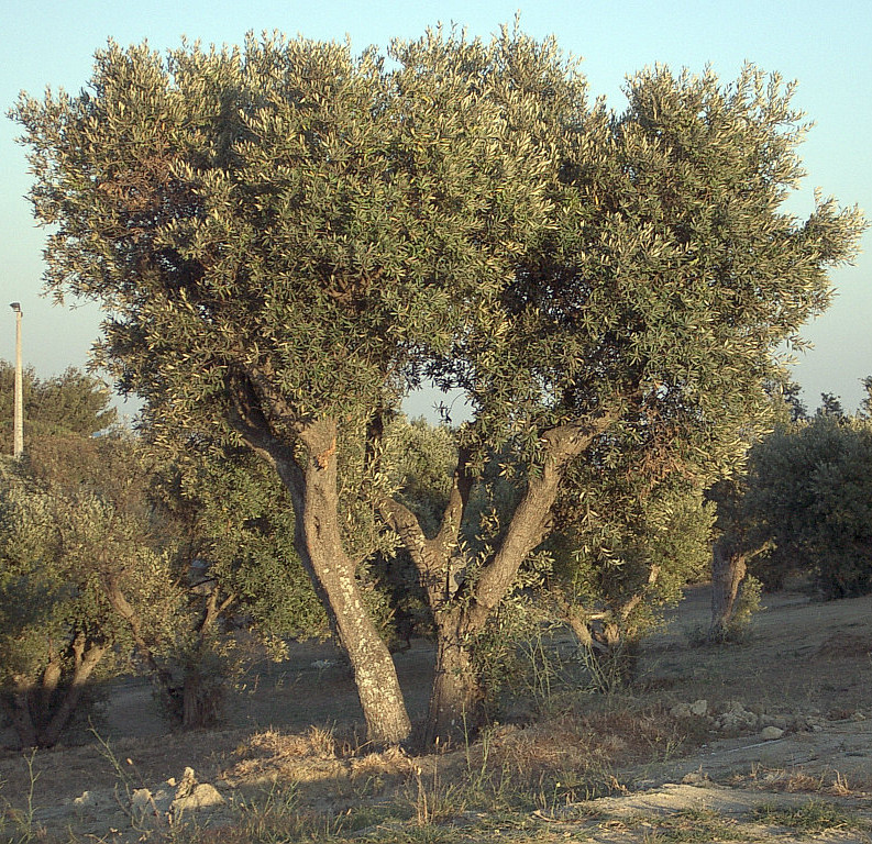 Olivarbo